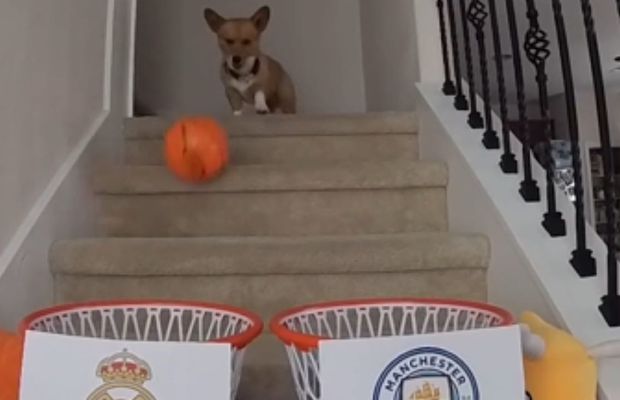 Câinele expert în pronosticuri a intuit și care vor fi semifinalele Ligii » Pe cine „vede” în finala și cine crede că va câștiga trofeul: va fi o mare surpriză!