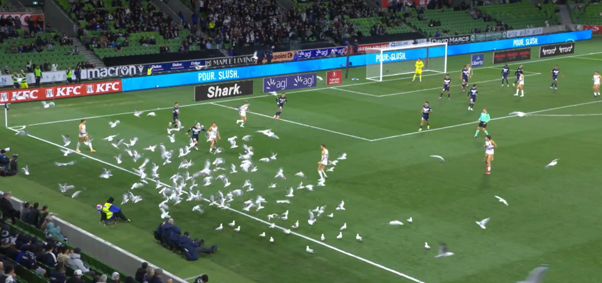 Invazie neașteptată pe teren! Meci întrerupt din cauza pescărușilor în Australia