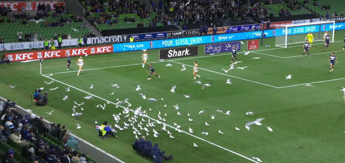 Meci întrerupt din cauza pescărușilor în Australia