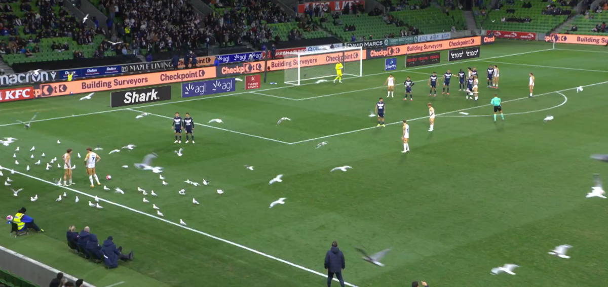 Invazie neașteptată pe teren! Meci întrerupt din cauza pescărușilor în Australia