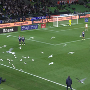 Meci întrerupt din cauza pescărușilor în Australia // Capturi FOTO: X