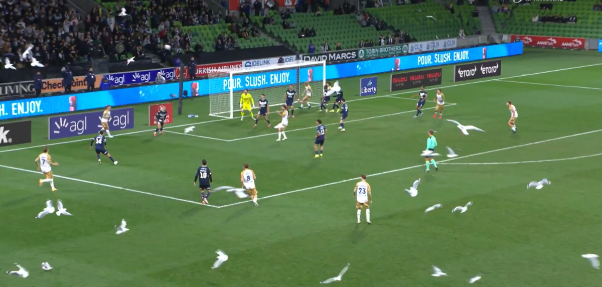 Meci întrerupt din cauza pescărușilor în Australia