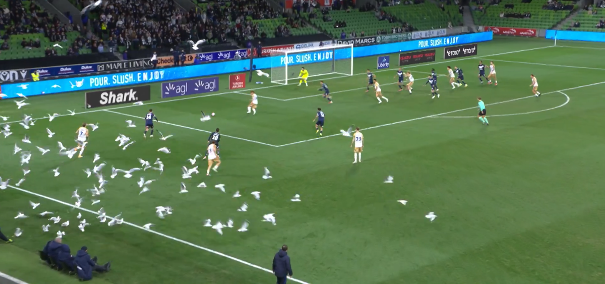 Invazie neașteptată pe teren! Meci întrerupt din cauza pescărușilor în Australia