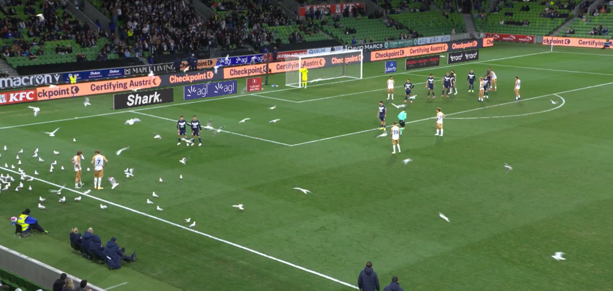 Invazie neașteptată pe teren! Meci întrerupt din cauza pescărușilor în Australia