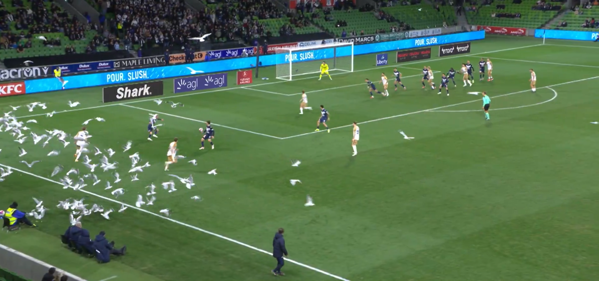 Invazie neașteptată pe teren! Meci întrerupt din cauza pescărușilor în Australia