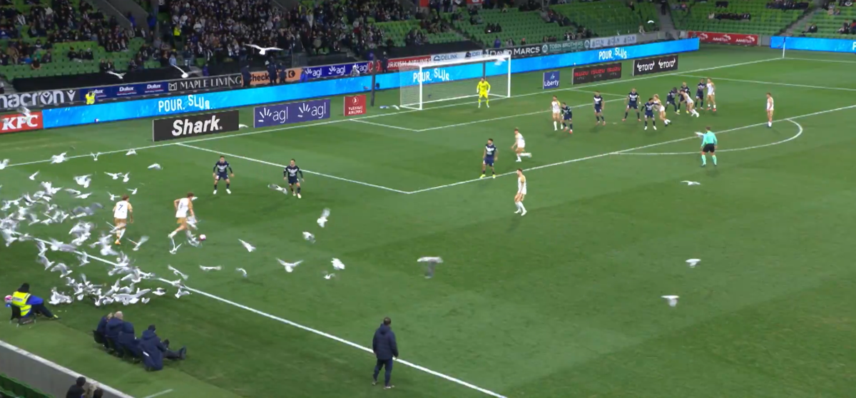 Invazie neașteptată pe teren! Meci întrerupt din cauza pescărușilor în Australia