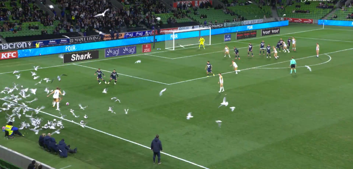 Meci întrerupt din cauza pescărușilor în Australia