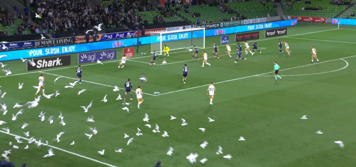 Invazie neașteptată pe teren! Meci întrerupt din cauza pescărușilor în Australia