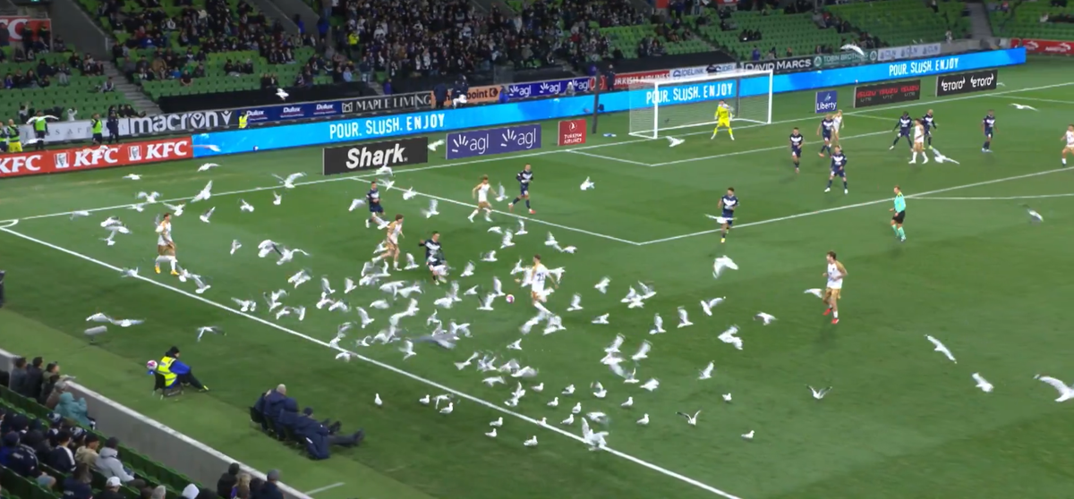 Invazie neașteptată pe teren! Meci întrerupt din cauza pescărușilor în Australia