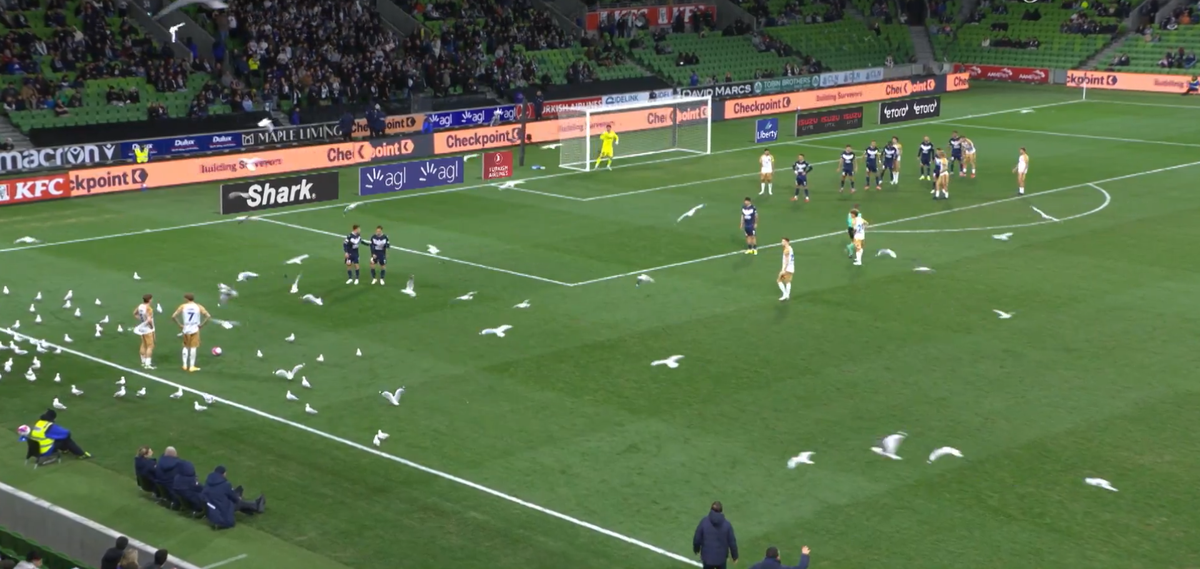 Meci întrerupt din cauza pescărușilor în Australia