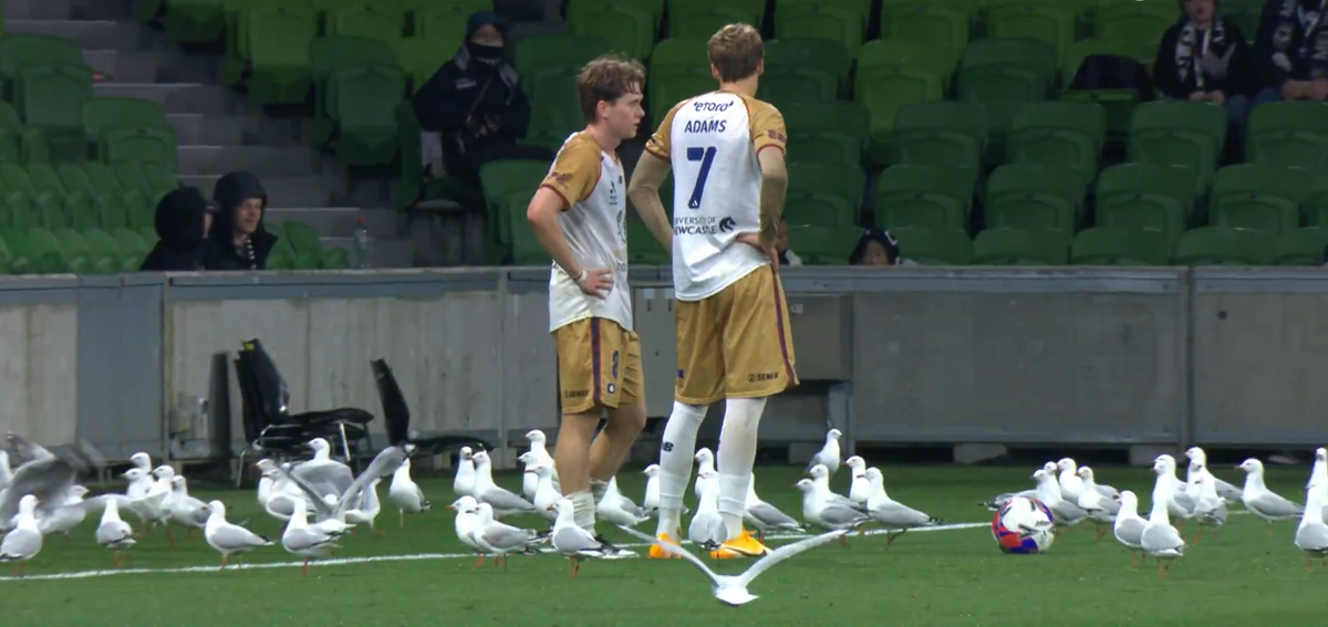 Meci întrerupt din cauza pescărușilor în Australia