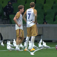 Meci întrerupt din cauza pescărușilor în Australia // Capturi FOTO: X