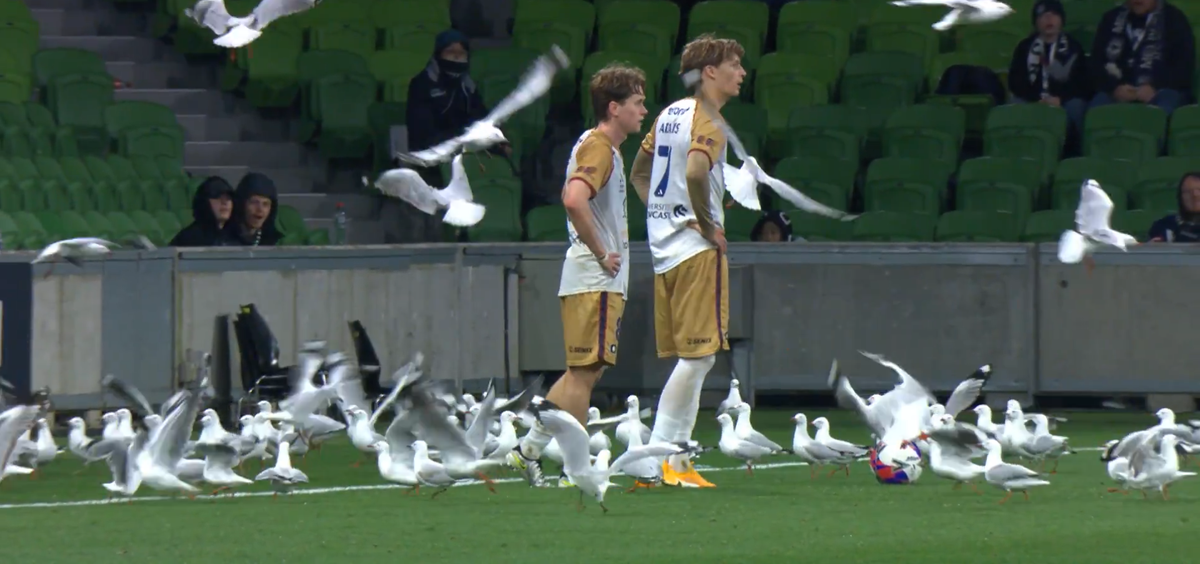 Invazie neașteptată pe teren! Meci întrerupt din cauza pescărușilor în Australia