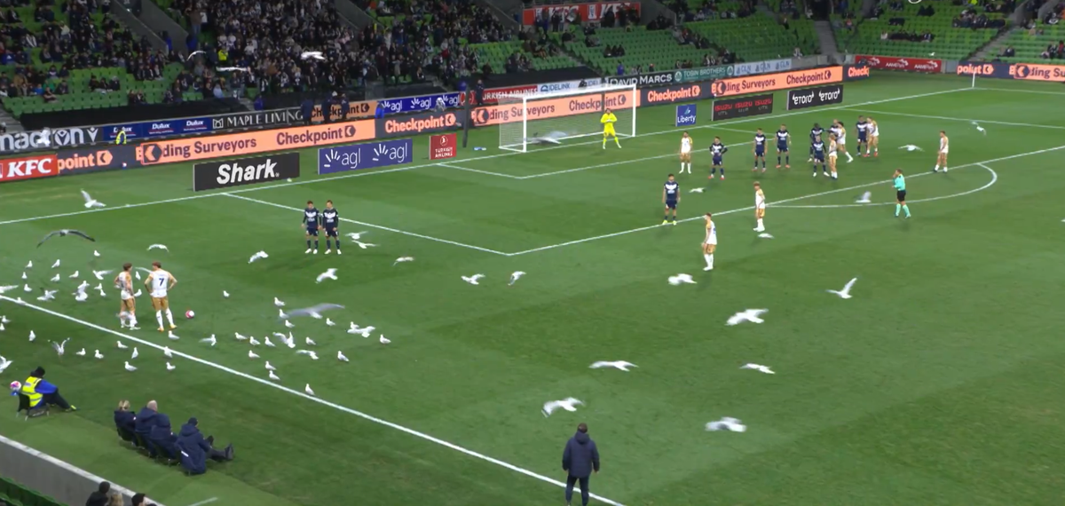 Meci întrerupt din cauza pescărușilor în Australia