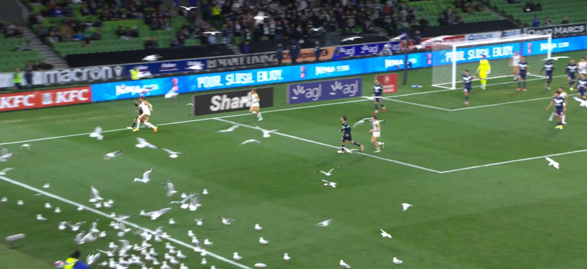 Meci întrerupt din cauza pescărușilor în Australia