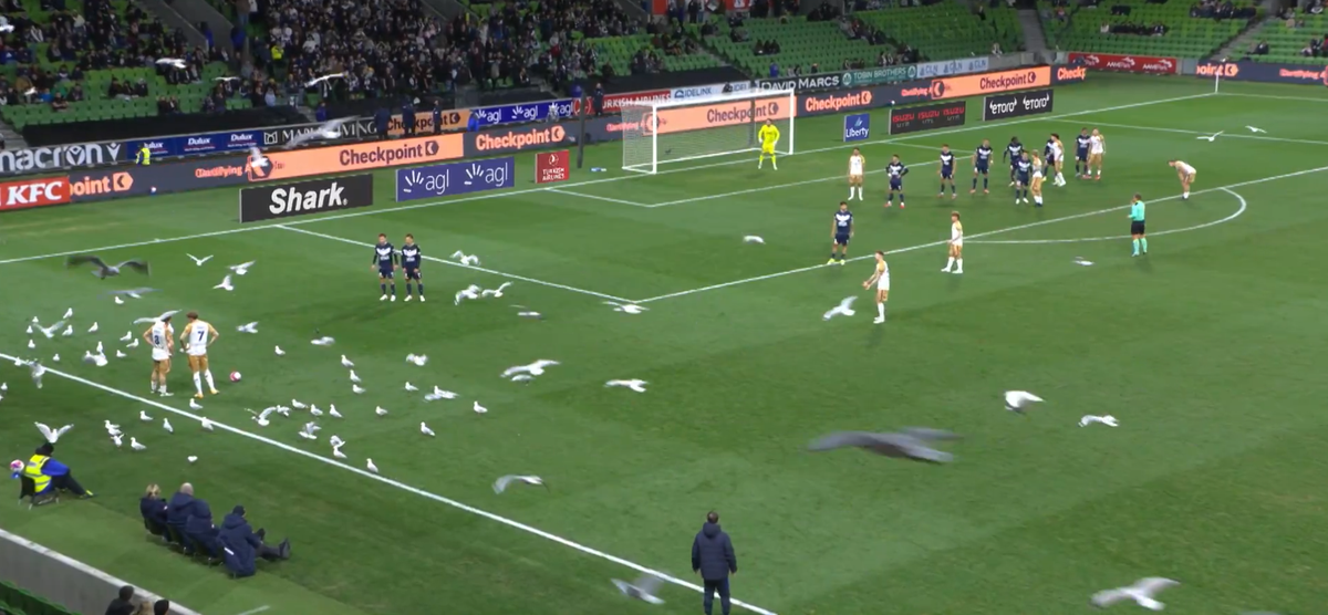 Meci întrerupt din cauza pescărușilor în Australia