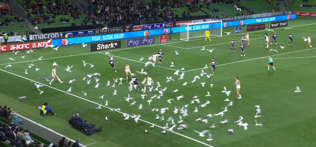 Meci întrerupt din cauza pescărușilor în Australia