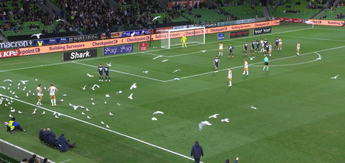 Invazie neașteptată pe teren! Meci întrerupt din cauza pescărușilor în Australia