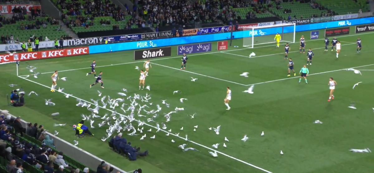 Invazie neașteptată pe teren! Meci întrerupt din cauza pescărușilor în Australia