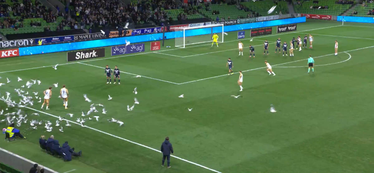 Invazie neașteptată pe teren! Meci întrerupt din cauza pescărușilor în Australia