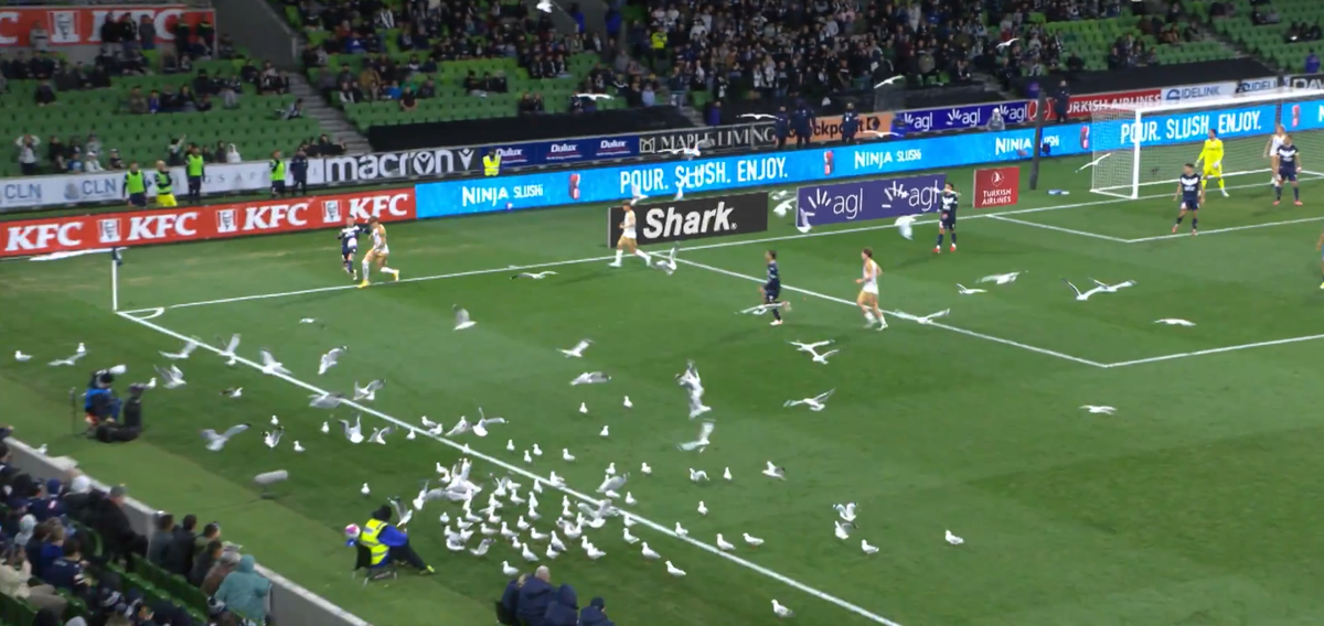 Invazie neașteptată pe teren! Meci întrerupt din cauza pescărușilor în Australia