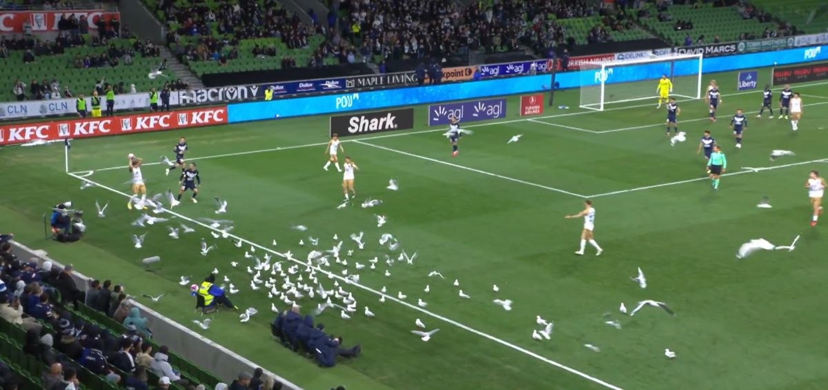 Invazie neașteptată pe teren! Meci întrerupt din cauza pescărușilor în Australia