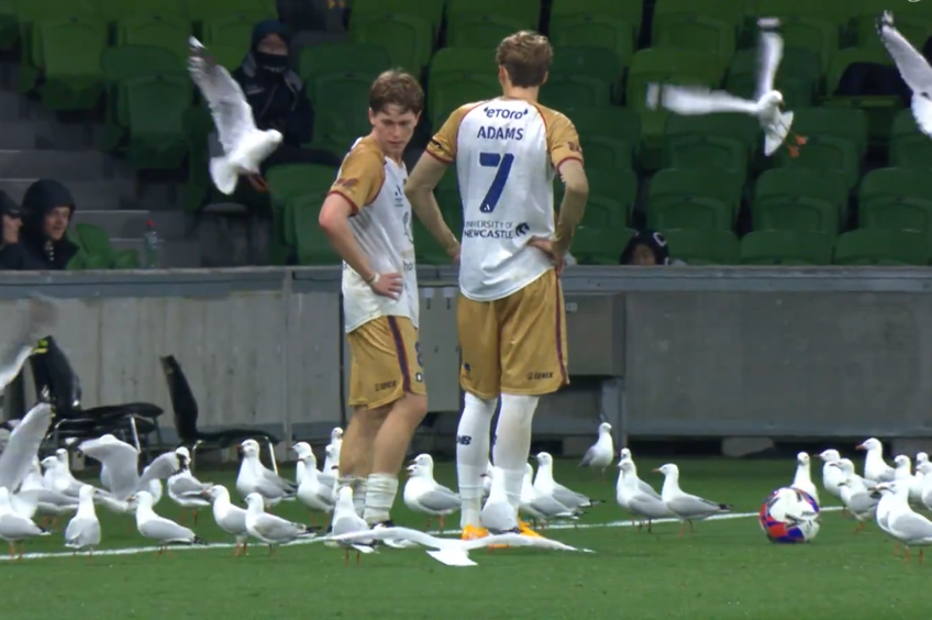 Meci întrerupt din cauza pescărușilor în Australia // Capturi FOTO: X