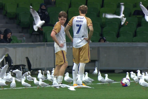 Invazie neașteptată pe teren! Meci întrerupt din cauza pescărușilor în Australia