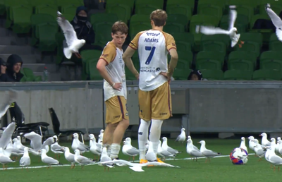 Invazie neașteptată pe teren! Meci întrerupt din cauza pescărușilor în Australia