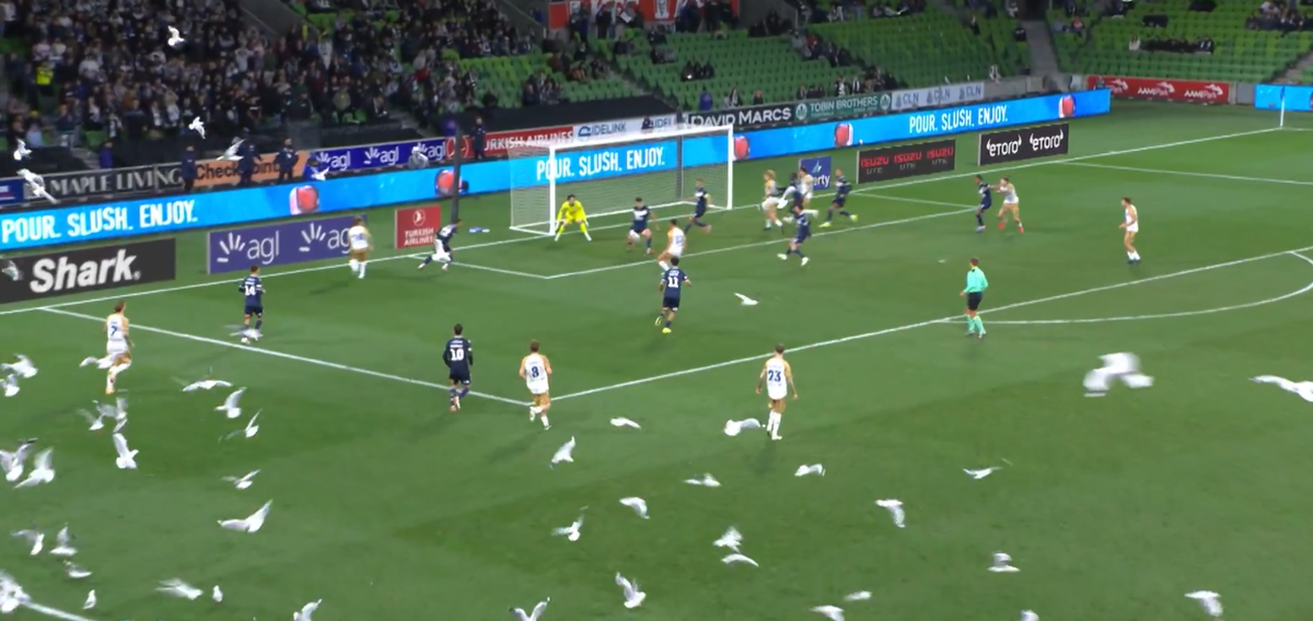 Meci întrerupt din cauza pescărușilor în Australia