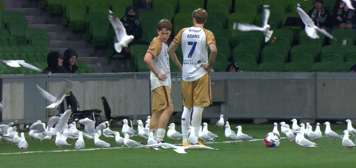 Invazie neașteptată pe teren! Meci întrerupt din cauza pescărușilor în Australia