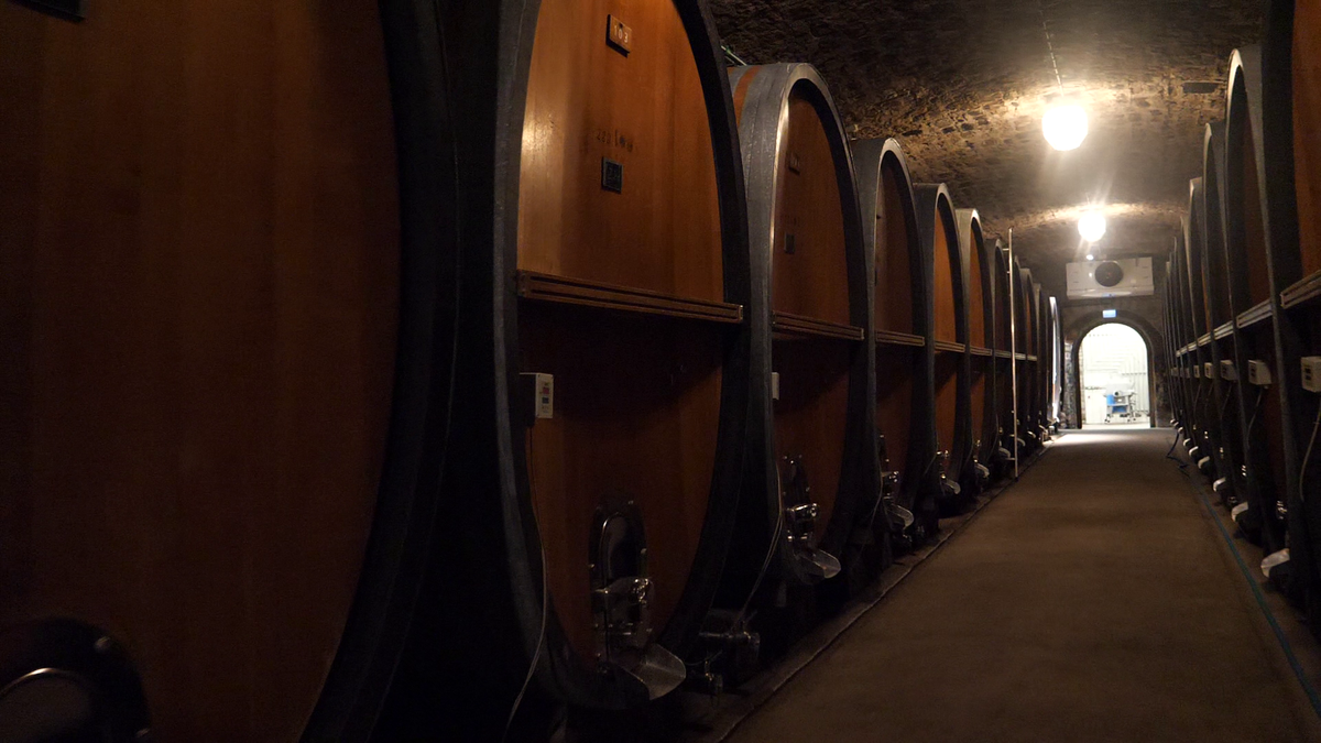 Reporterii GSP, în vizită la o cramă de peste 700 de ani din Würzburg » Cum arată cea mai veche sticlă de vin din lume, care datează de pe vremea lui Shakespeare