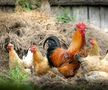 7. În statul american Georgia, e ilegal ca găinile să treacă strada. Sau să le lași să treacă. Măsura a fost luată pentru ca proprietarii să țină animalele sub control.