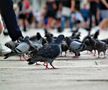 13. Nu ai voie să hrănești porumbeii din Piața San Marco din Veneția! Din 2008, s-a luat această măsură deoarece localnicii plăteau în jur de 275 de euro pe an pentru curățenie. Amenda se ridică la 700 de euro!