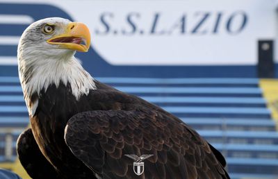 Lazio are o nouă mascotă: ar putea zbura de la meciul cu Lecce » Numele propuse suporterilor biancocelesti