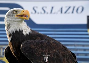 Lazio are o nouă mascotă: ar putea zbura de la meciul cu Lecce » Numele propuse suporterilor biancocelesti