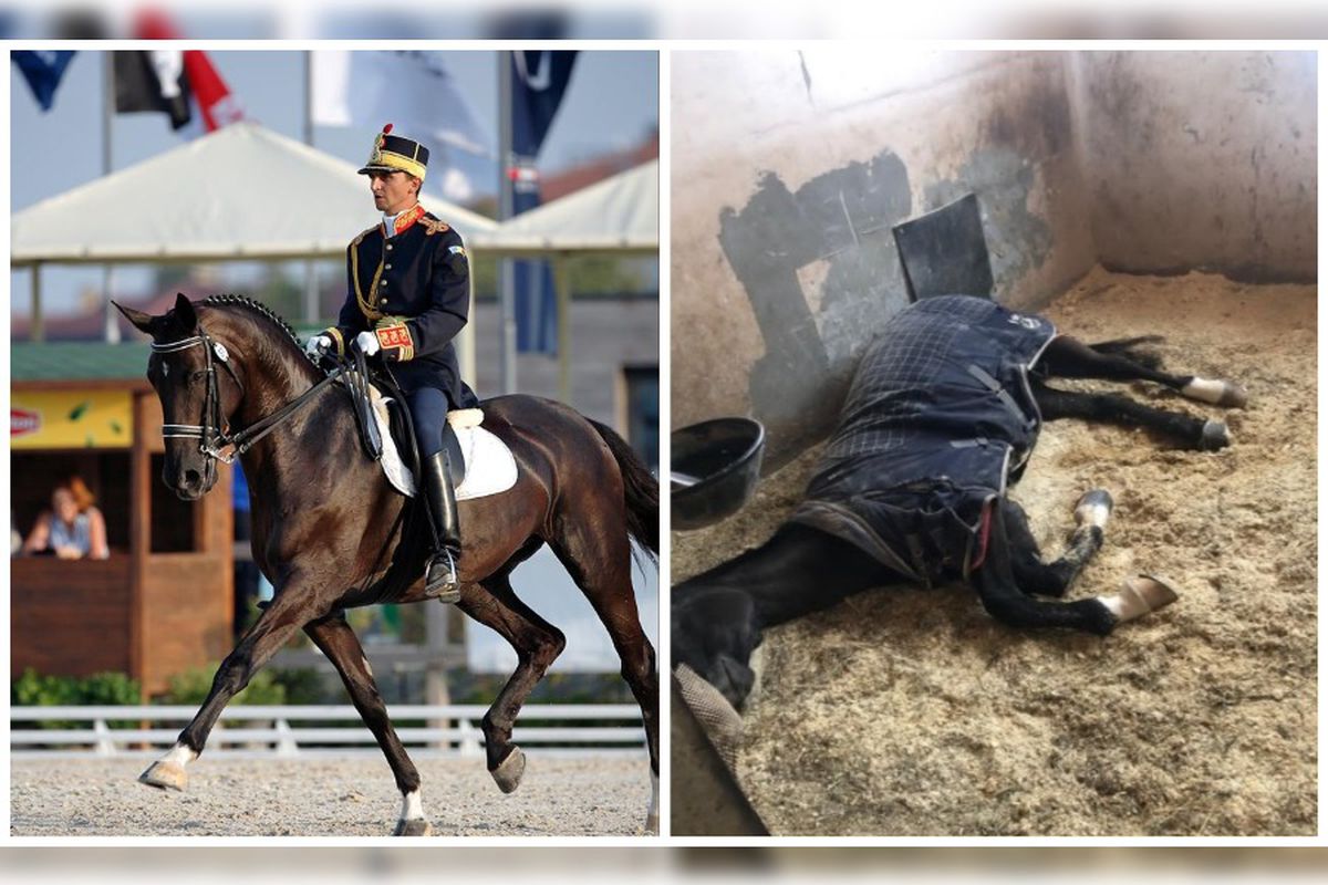 EXCLUSIV Campionul prizonier și înfometat » Imagini sfâșietoare cu cel mai titrat cal de la secția de echitație a CSA Steaua » „Viața lui e în pericol” vs „Astea-s aberații”