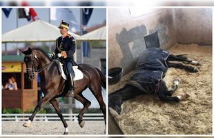 EXCLUSIV Campionul prizonier și înfometat » Imagini sfâșietoare cu cel mai titrat cal de la secția de echitație a CSA Steaua » „Viața lui e în pericol” vs „Astea-s aberații”