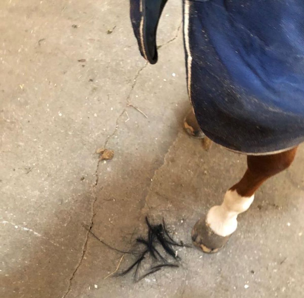 CSA Steaua, reacție după ce Gazeta a dezvăluit cum e tratat Siker, cel mai titrat cal al „roș-albaștrilor”