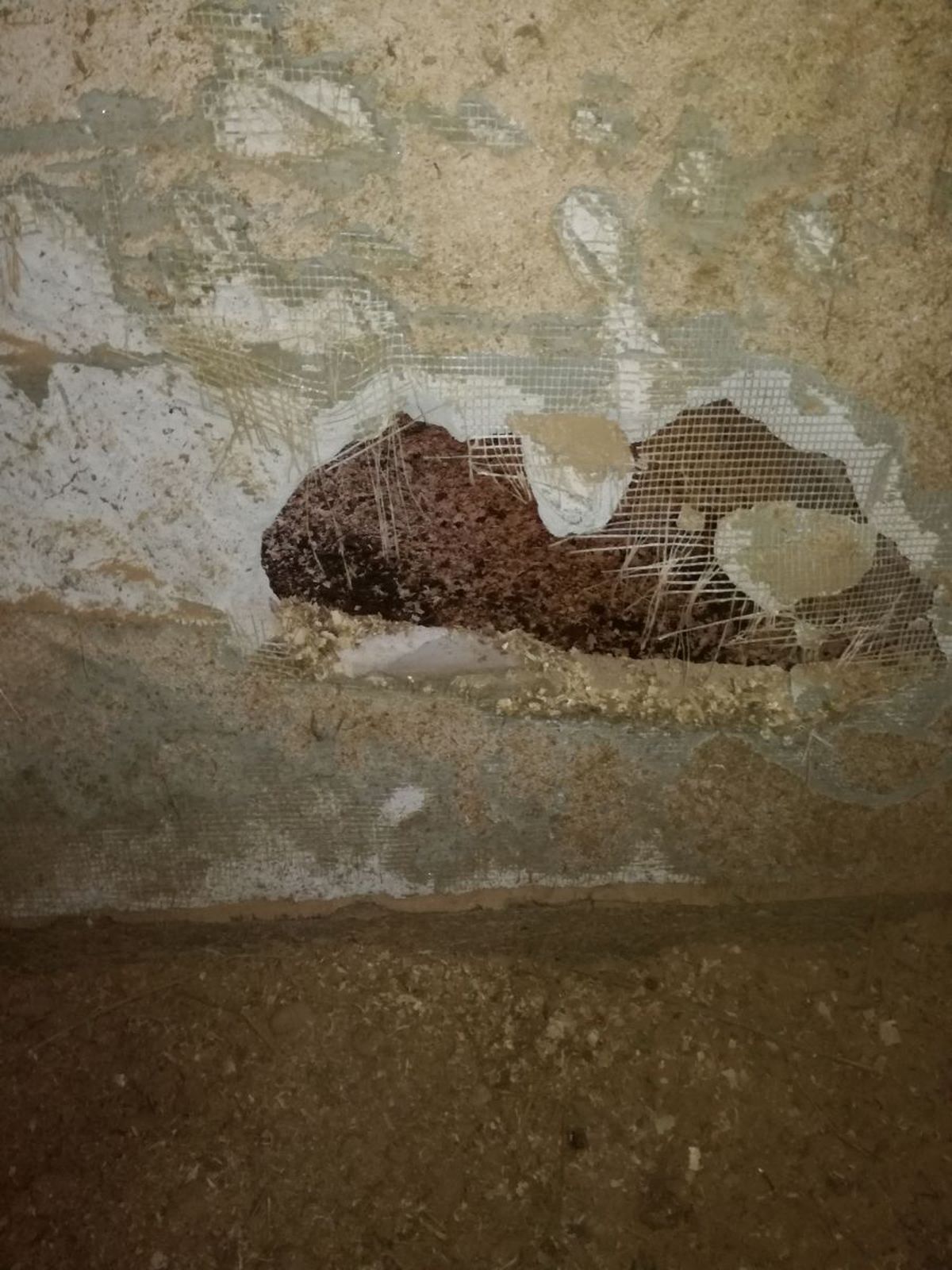 CSA Steaua, reacție după ce Gazeta a dezvăluit cum e tratat Siker, cel mai titrat cal al „roș-albaștrilor”