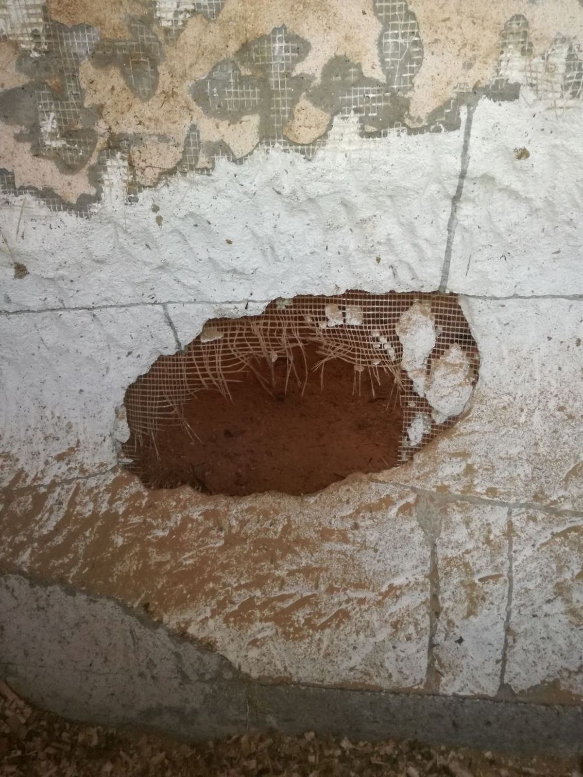 Siker, calul fost multiplu campion național și balcanic, ținut de CSA Steaua în condiții improprii la o bază hipică privată