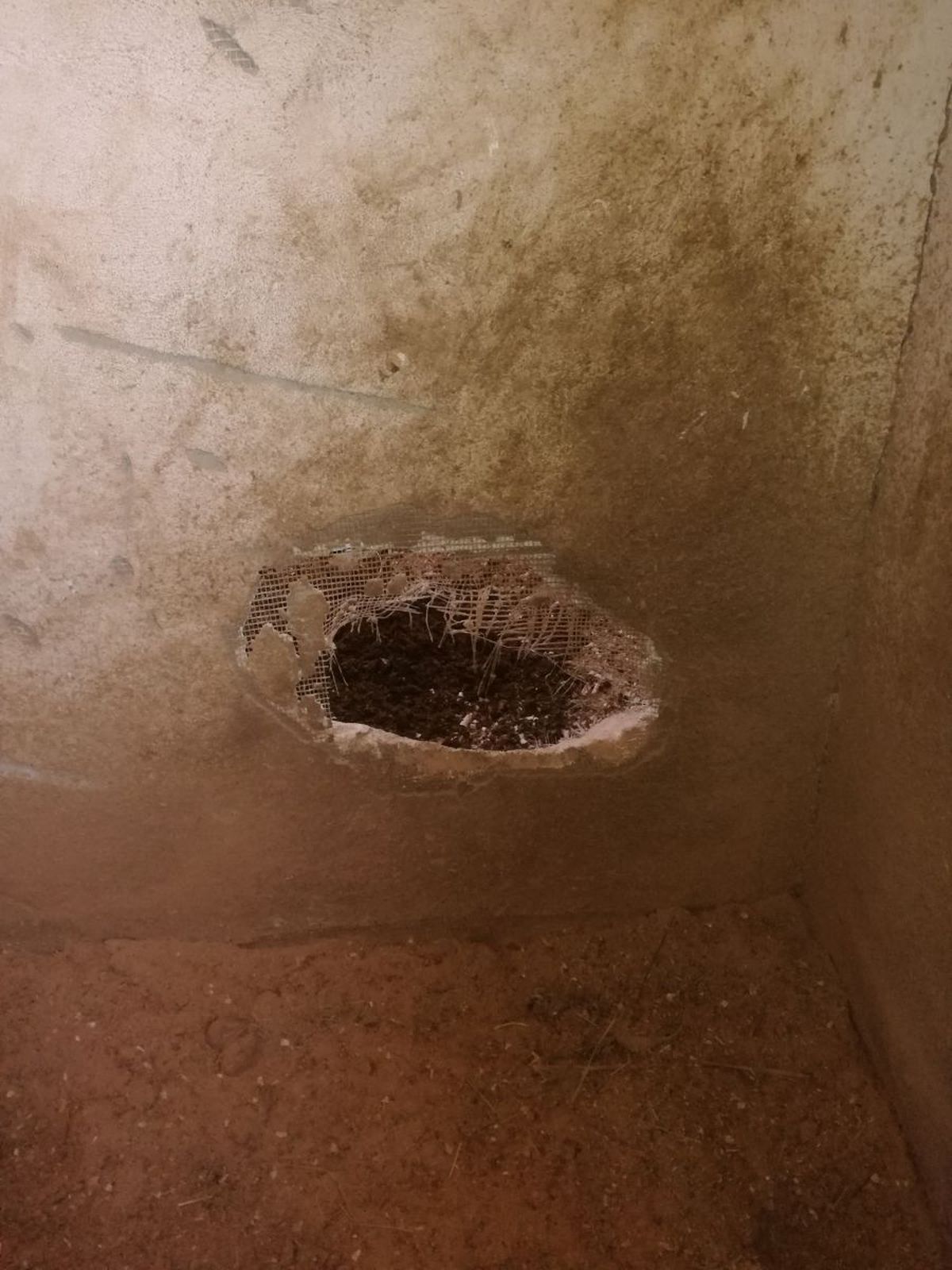 CSA Steaua, reacție după ce Gazeta a dezvăluit cum e tratat Siker, cel mai titrat cal al „roș-albaștrilor”