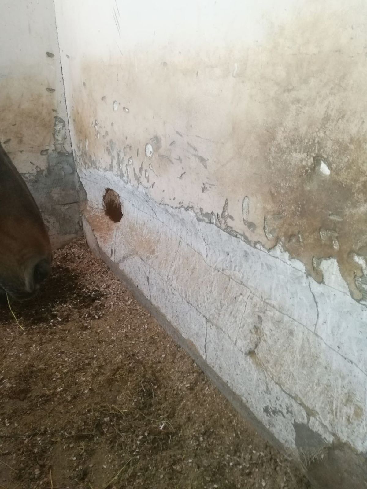 CSA Steaua, reacție după ce Gazeta a dezvăluit cum e tratat Siker, cel mai titrat cal al „roș-albaștrilor”