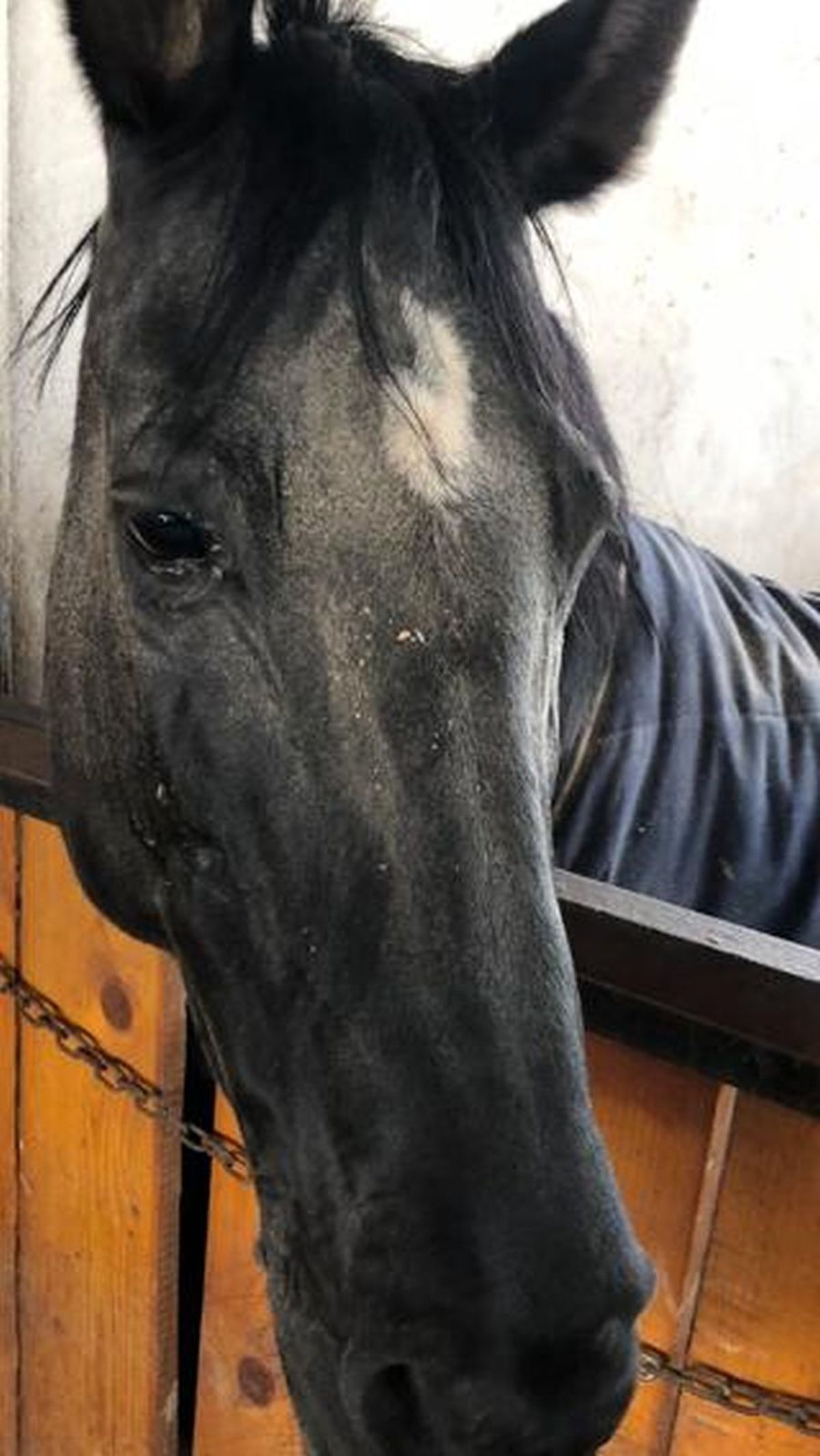 Siker, calul fost multiplu campion național și balcanic, ținut de CSA Steaua în condiții improprii la o bază hipică privată
