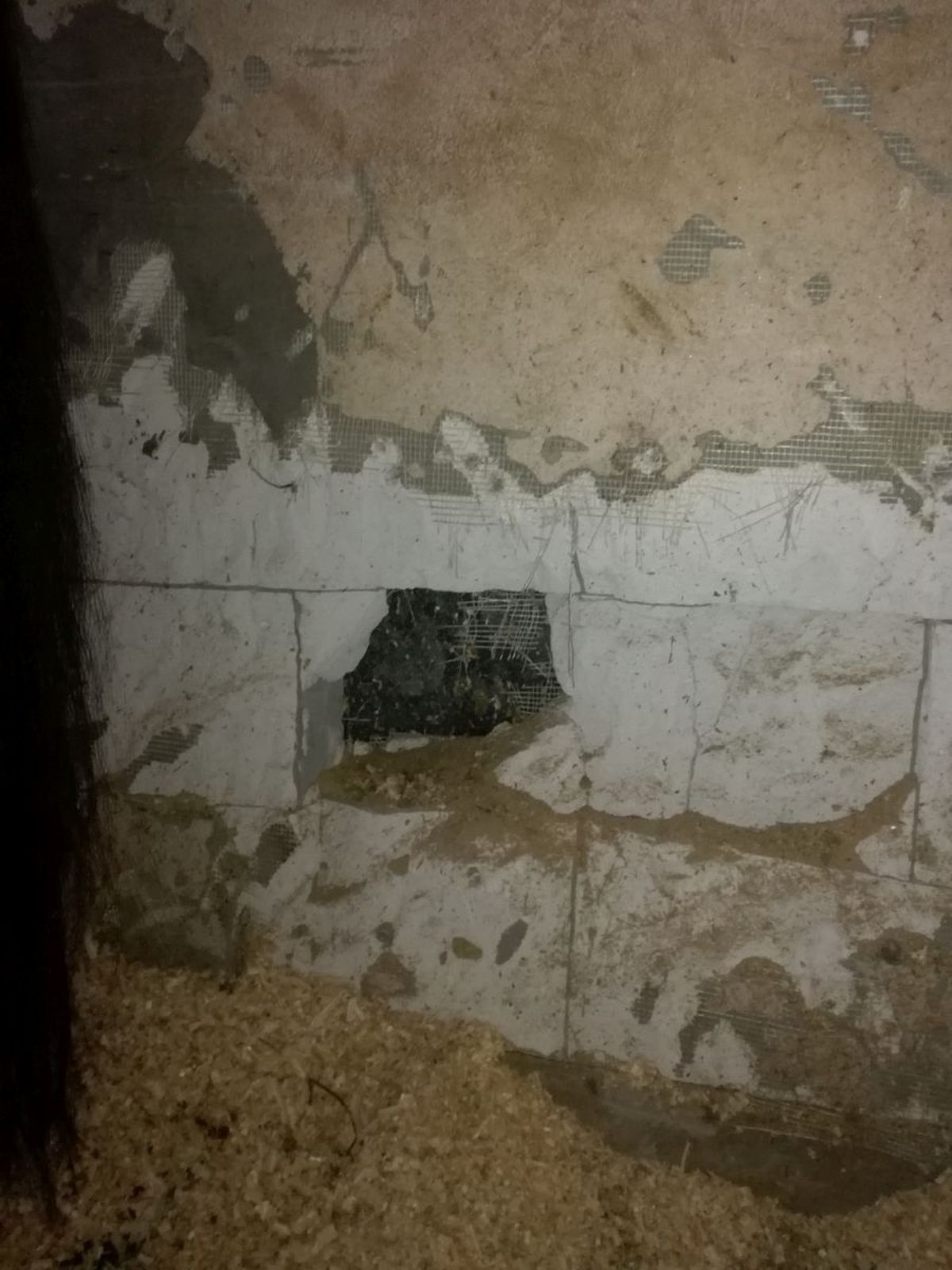 CSA Steaua, reacție după ce Gazeta a dezvăluit cum e tratat Siker, cel mai titrat cal al „roș-albaștrilor”