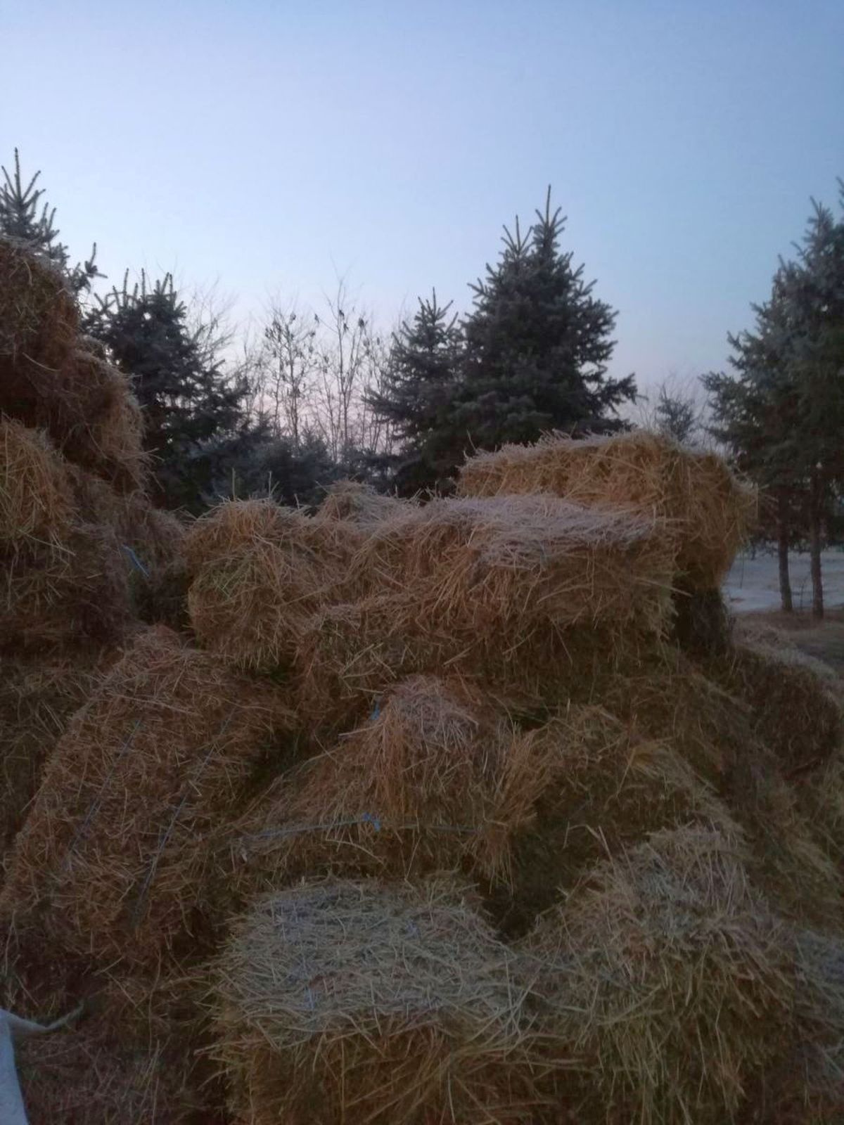 CSA Steaua, reacție după ce Gazeta a dezvăluit cum e tratat Siker, cel mai titrat cal al „roș-albaștrilor”