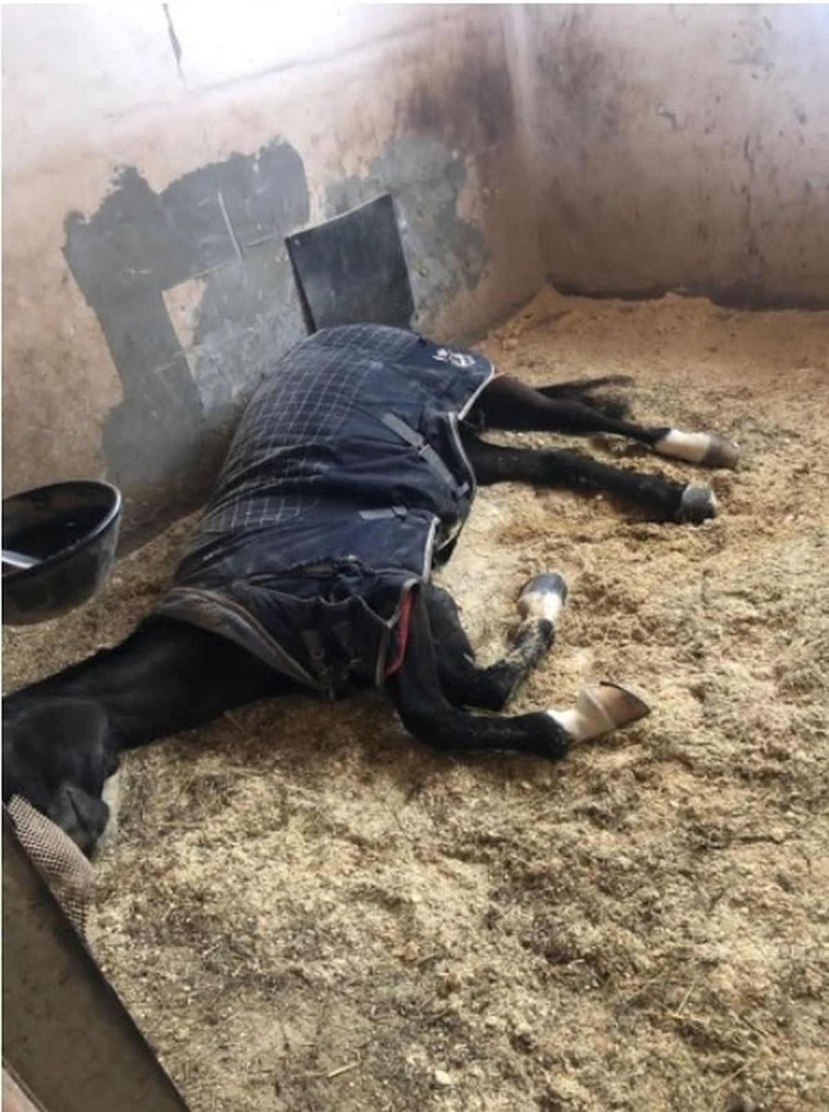 Siker, calul fost multiplu campion național și balcanic, ținut de CSA Steaua în condiții improprii la o bază hipică privată