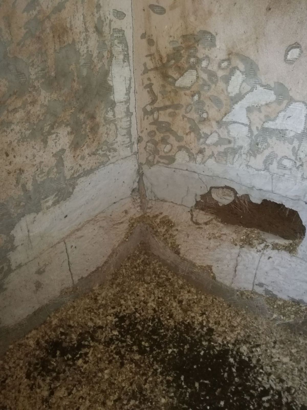 CSA Steaua, reacție după ce Gazeta a dezvăluit cum e tratat Siker, cel mai titrat cal al „roș-albaștrilor”