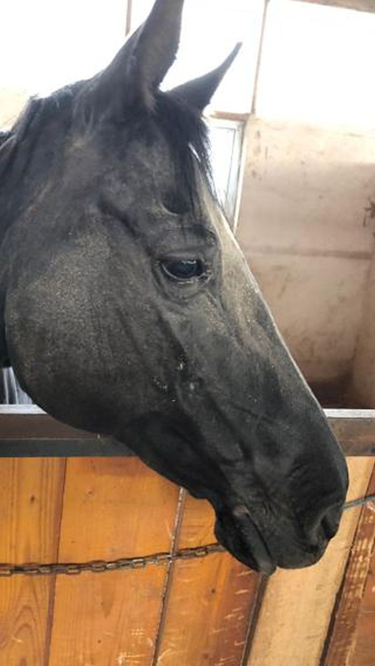 Siker, calul fost multiplu campion național și balcanic, ținut de CSA Steaua în condiții improprii la o bază hipică privată