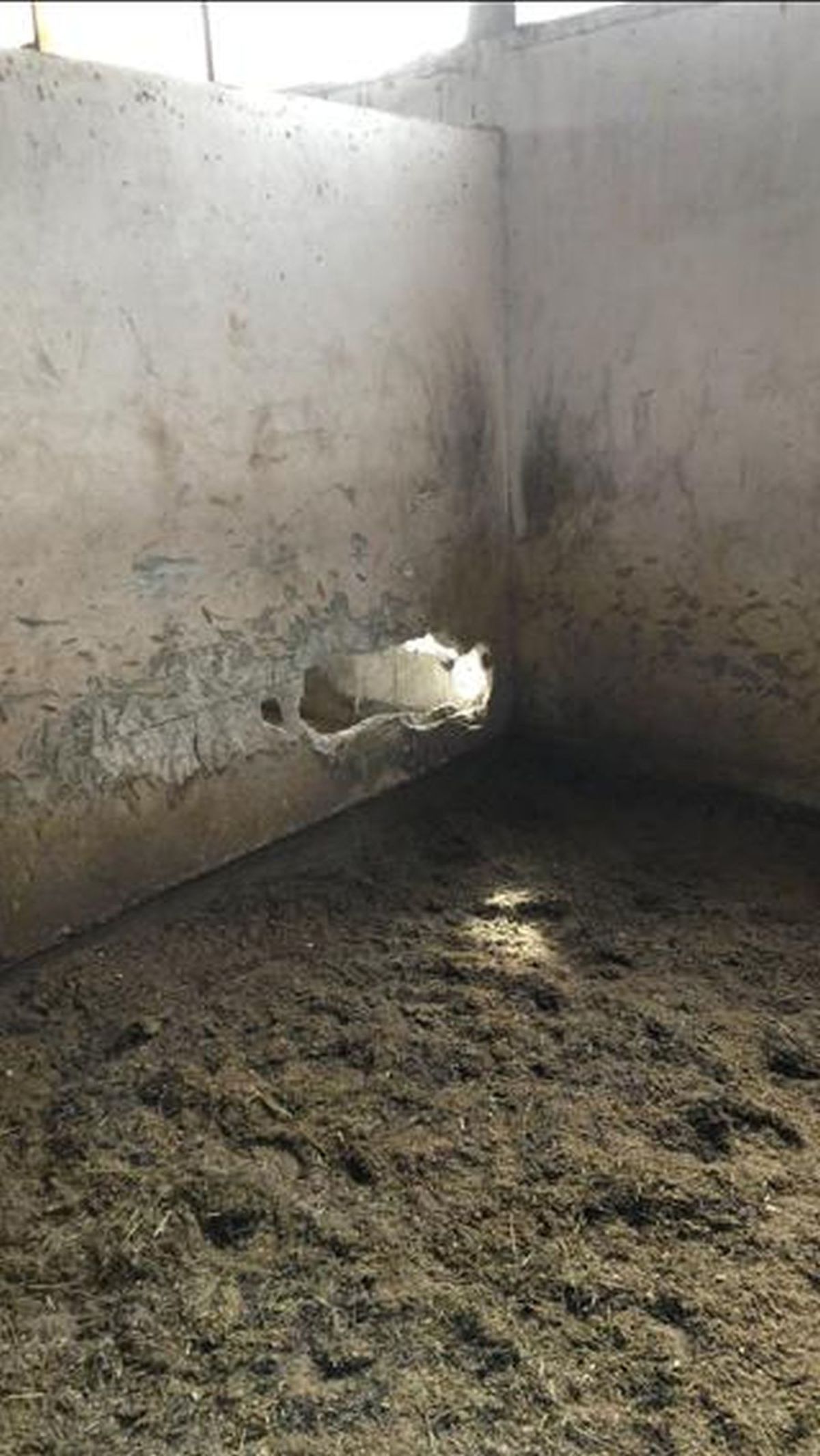 Siker, calul fost multiplu campion național și balcanic, ținut de CSA Steaua în condiții improprii la o bază hipică privată